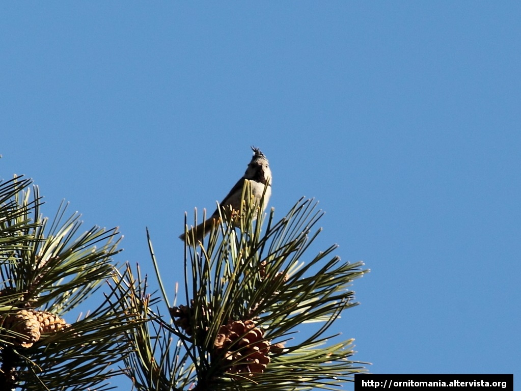 Picchio Muratore e Cincia dal Ciuffo